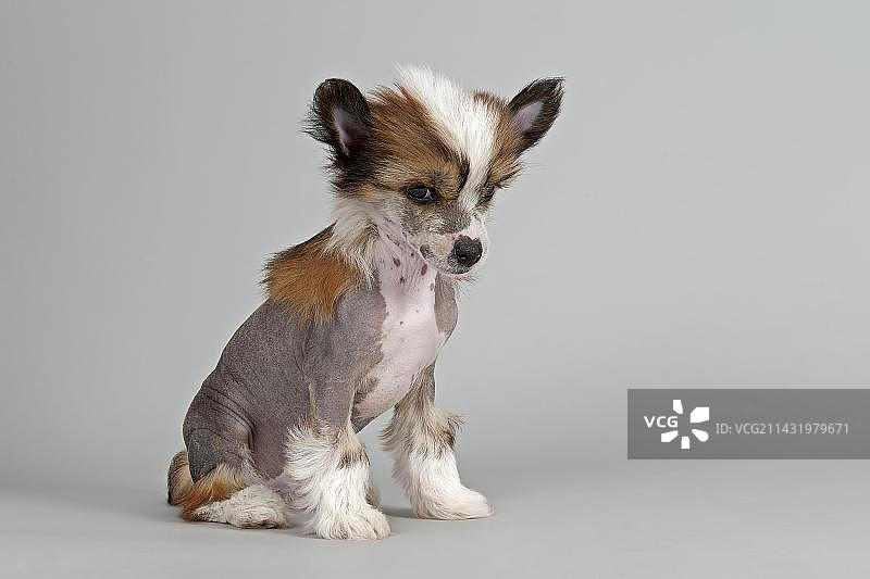 无毛中华冠毛犬，幼犬，7周图片素材