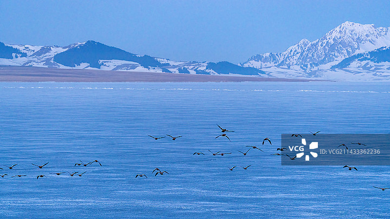 冬天新疆赛里木湖野鸭飞过湖面图片素材