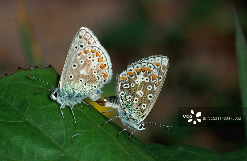 普通蓝蝴蝶的交配图片素材