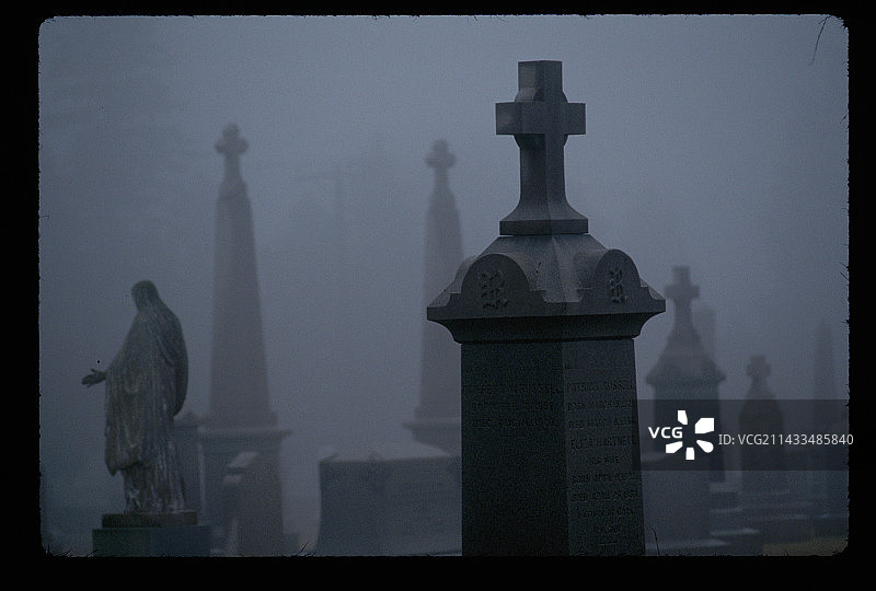 雪松林公墓的薄雾图片素材