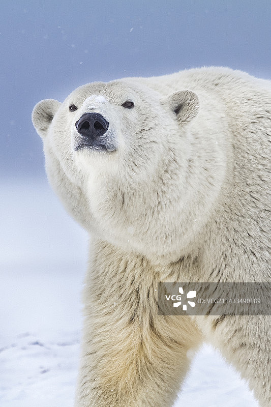 北极熊图片素材