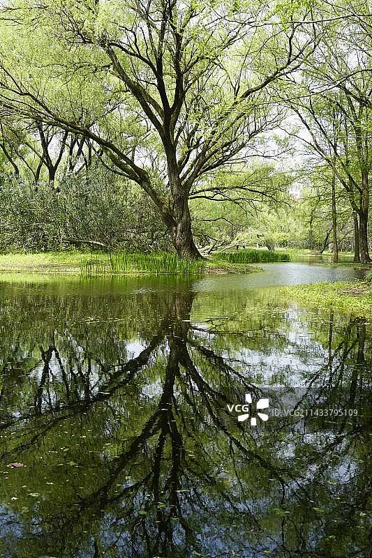森林中湖边的树木图片素材