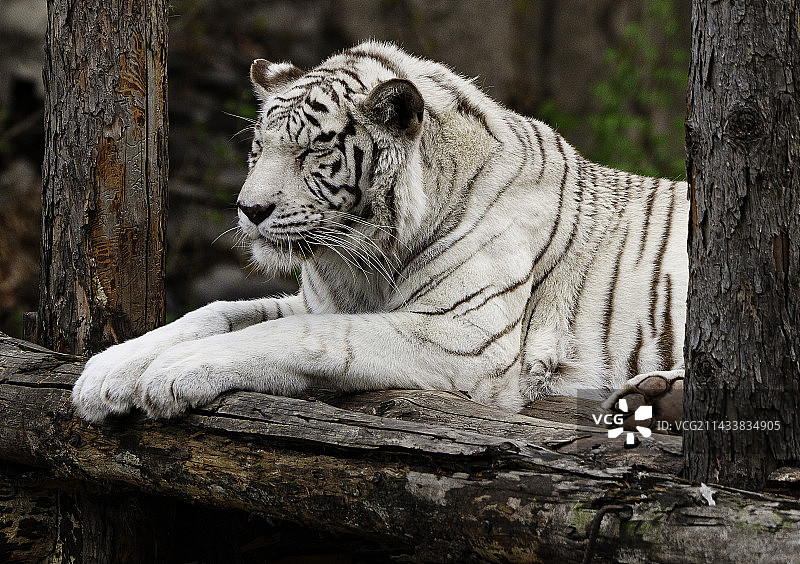 动物园里沉思的老虎图片素材