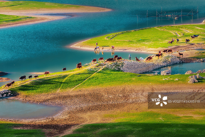 广西靖西市渠洋湖风光迤逦、天然牧场、牛羊成群图片素材