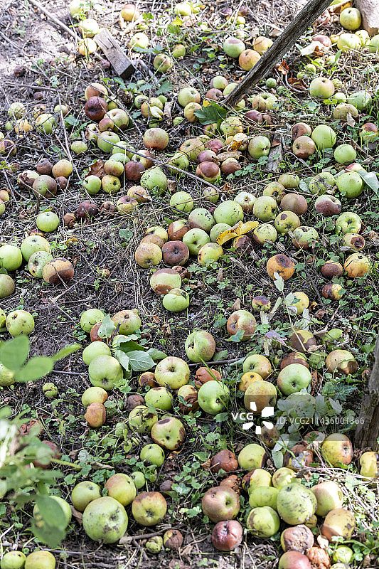 夏天，苹果落在树下，法国摩泽尔图片素材