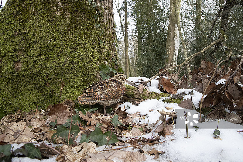 伍德考克(学名:Scolopax rusticola)，冬季生于林下，法国布列塔尼的Ille和Vilaine;图片素材