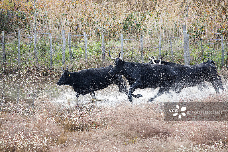 卡马尔格公牛在沼泽中奔跑，阿尔勒，卡马尔格地区自然公园，法国图片素材