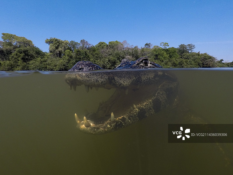 近距离水下肖像的凯门鳄，凯门鳄，在里约克拉罗。里约克拉罗，潘塔纳尔，马托格罗索，巴西图片素材
