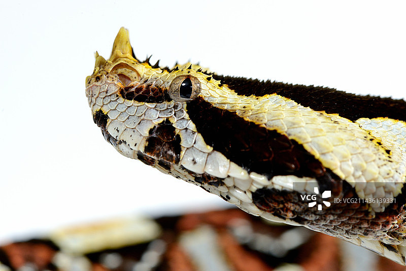 西非加蓬蝰蛇和犀牛蝰蛇的天然杂交品种。圈养图片素材