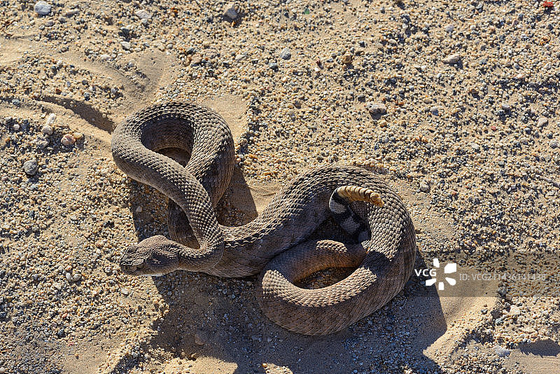 西部菱形响尾蛇-美国亚利桑那州图片素材