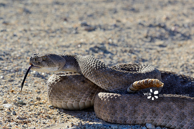 西部菱形响尾蛇-美国亚利桑那州图片素材