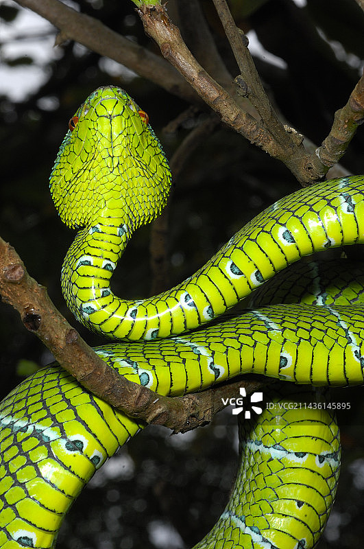 Wagler的棕榈蝰蛇在菲律宾巴拉望岛的一个分支上图片素材