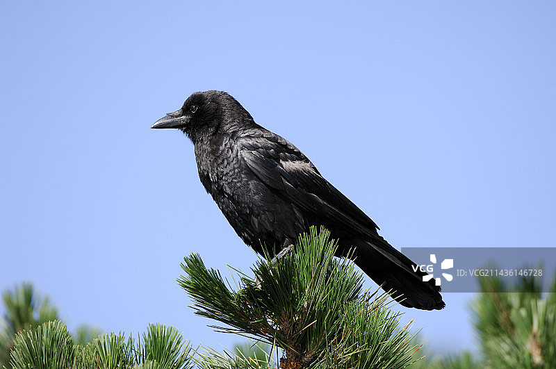 亚利桑那州奇里卡华山脉树上的美国乌鸦图片素材