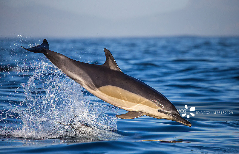 南非福斯湾，一只海豚(Delphinus delphis)正在高速跳出水面图片素材