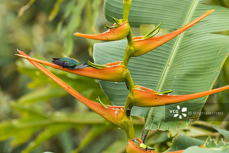 哥斯达黎加，冠木若虫(哥伦比亚冠木若虫)躺在花序上觅食的蜂鸟图片素材