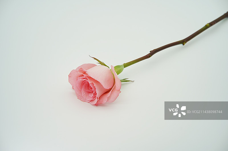 白色背景下粉红色玫瑰的特写镜头图片素材