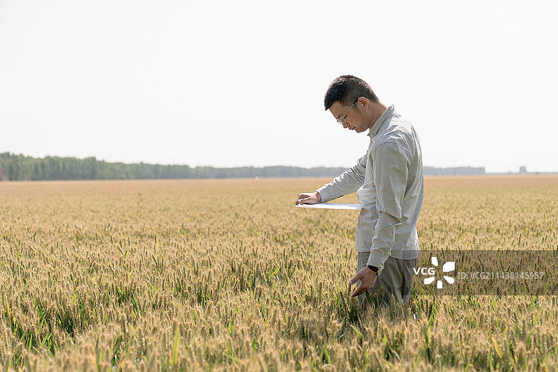 亚裔青年男子在麦田高科技农业图片素材