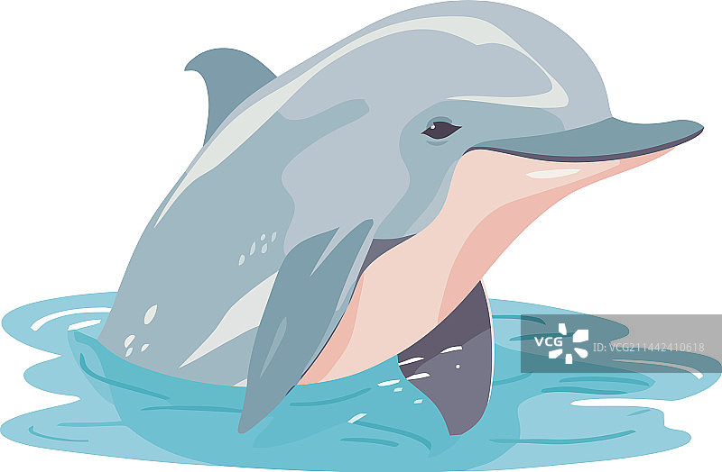 可爱的海豚在冰冷的北极水域游泳图片素材