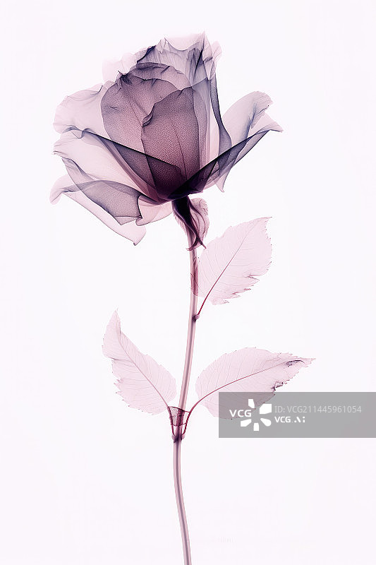 【AI数字艺术】淡紫色的透视玫瑰花图片素材