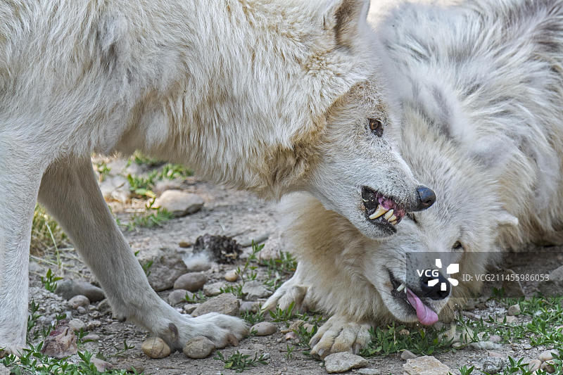 两只北极狼(Canis lupus arctos)，狼群中占主导地位的成员，露出牙齿，表现出统治地位，而温顺的白狼则表现出主动服从的姿态图片素材