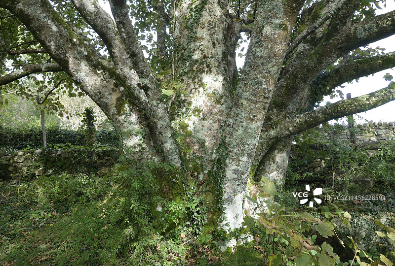 梧桐(pseudoplatanus Acer)图片素材