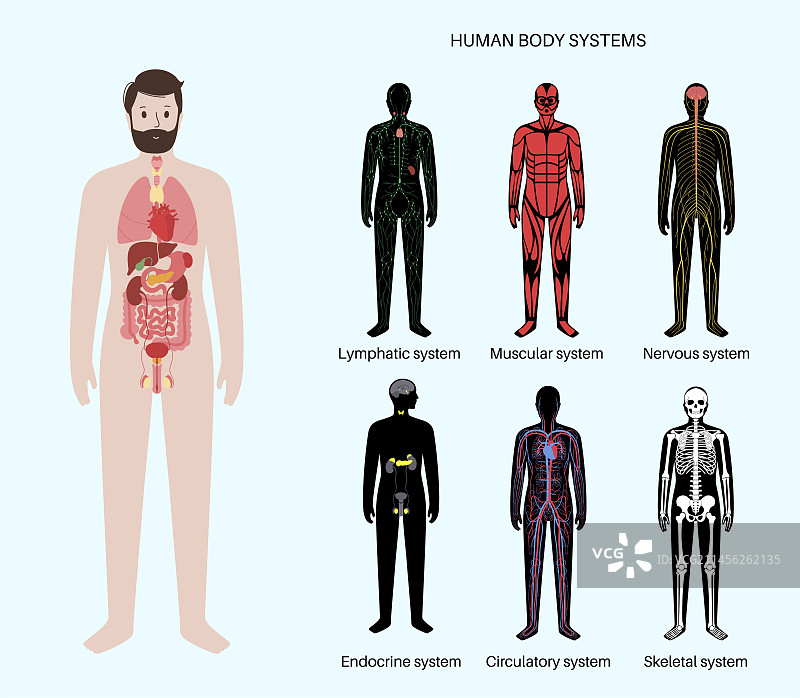 人类系统集，插图图片素材