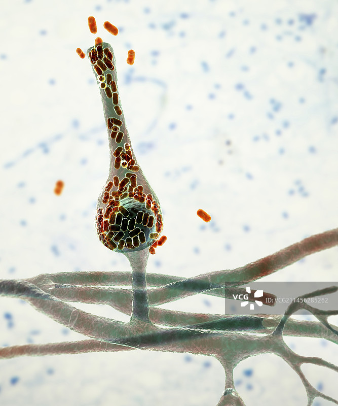 saksenae显微真菌，插图图片素材