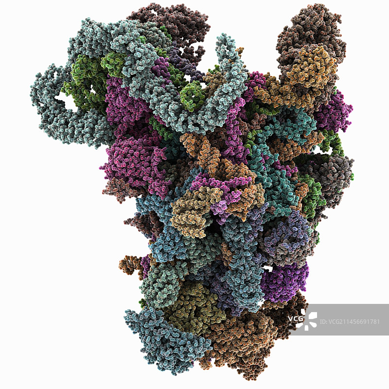 酵母90前核糖体，图示图片素材
