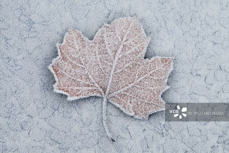 秋天霜降时地上结霜的枫叶图片素材