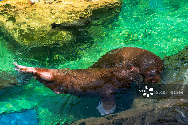 海洋王国动物园海洋生物海象图片素材