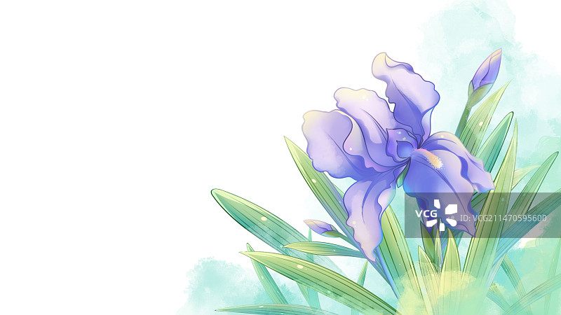 鸢尾花，唯美清新水彩花卉系列插画图片素材
