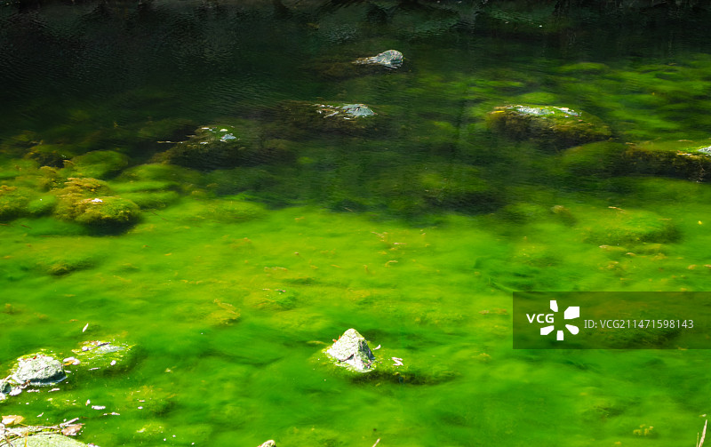 中国野生动物野外动物拍摄主题，公园湖泊宁静的湖水和水底绿色的水草，户外白昼无人图像摄影图片素材