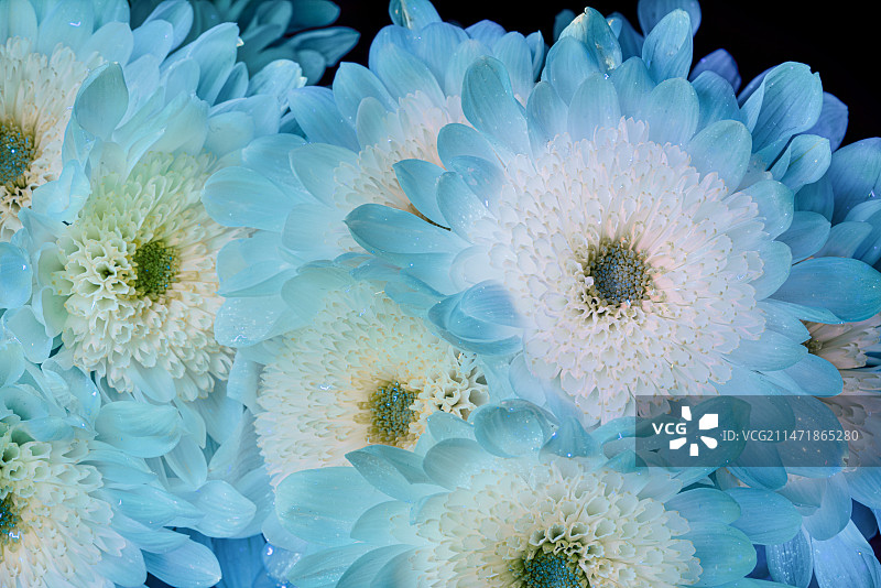 荧光冰蓝小雏菊花丛图片素材