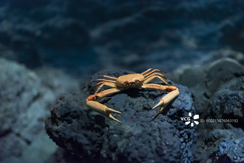 国家博物馆 海底动物标本 螃蟹图片素材