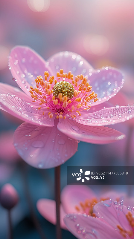 【AI数字艺术】微距摄影盛开的粉色花朵图片素材