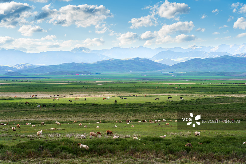 新疆伊犁春天的景色图片素材