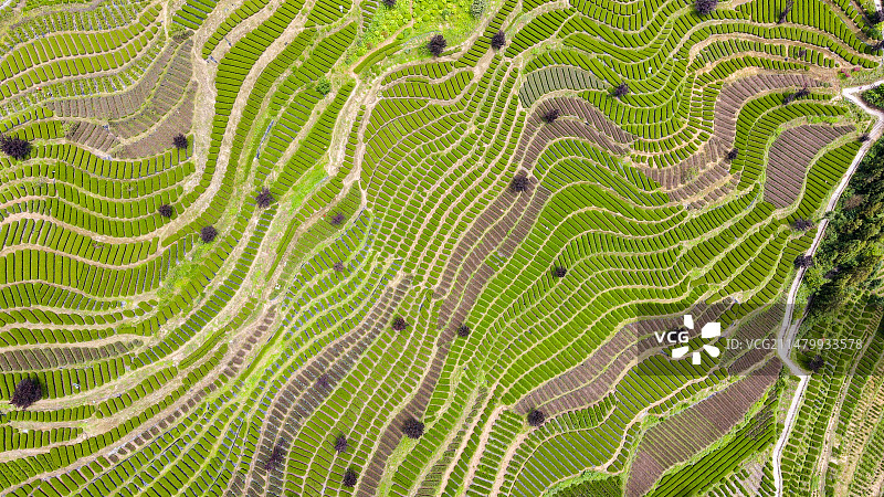 大自然茶园茶叶茶山美景景色航拍图片素材