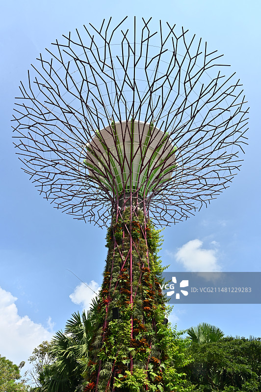 新加坡滨海湾花园之天空树图片素材