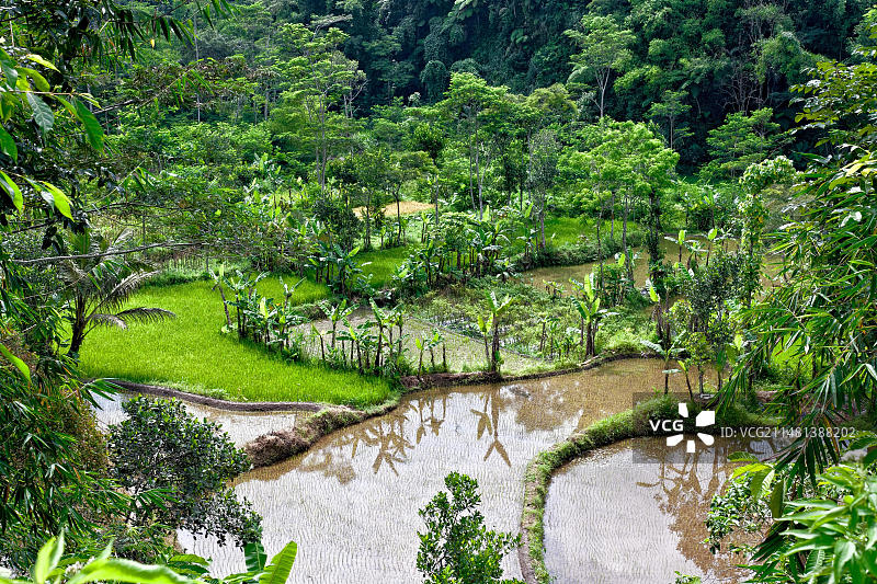Rice Terraces, Java, Indonesia, Southeast Asia, Asia图片素材