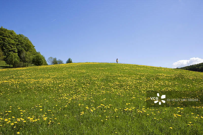 欧洲德国萨克森州Zittau山脉，长满蒲公英花的山间草甸图片素材