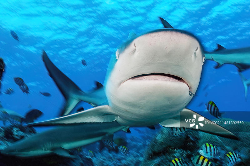 灰礁鲨(Carcharhinus amblyrhynchos)头部特写，正面游向观众，图片右侧有鱼钩，大白鲨，太平洋，雅浦岛，雅浦州，卡罗琳群岛，FSM，密克罗尼西亚联邦，澳大利亚，大洋洲图片素材