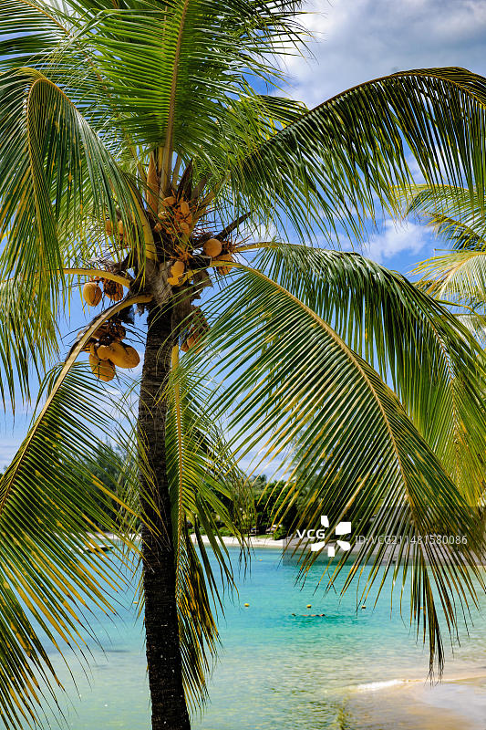 在非洲毛里求斯的佩雷贝雷，毛里求斯岛的北海岸，棕榈树丛生的海滩前，一个蓝色的小泻湖上，棕榈叶和棕榈叶之间的景色图片素材