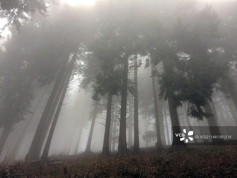 欧洲德国下萨克森州哈茨，山林中的薄雾优雅地穿过云杉林图片素材
