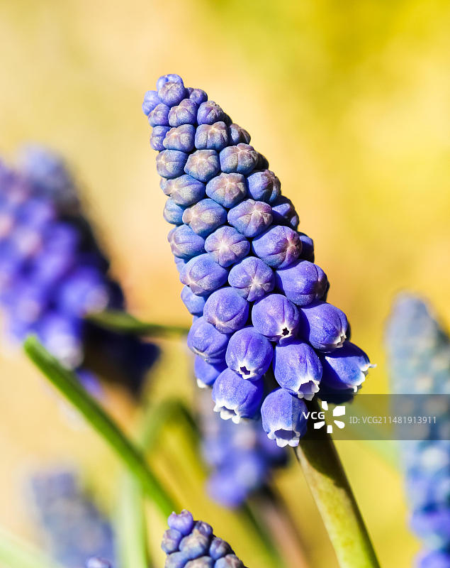 蓝芽花(亚美尼亚麝香)或葡萄风信子。毒蛇的弓图片素材