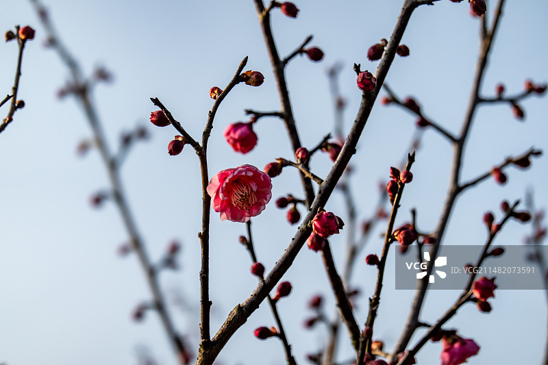 粉红色桃花开花植物特写镜头图片素材