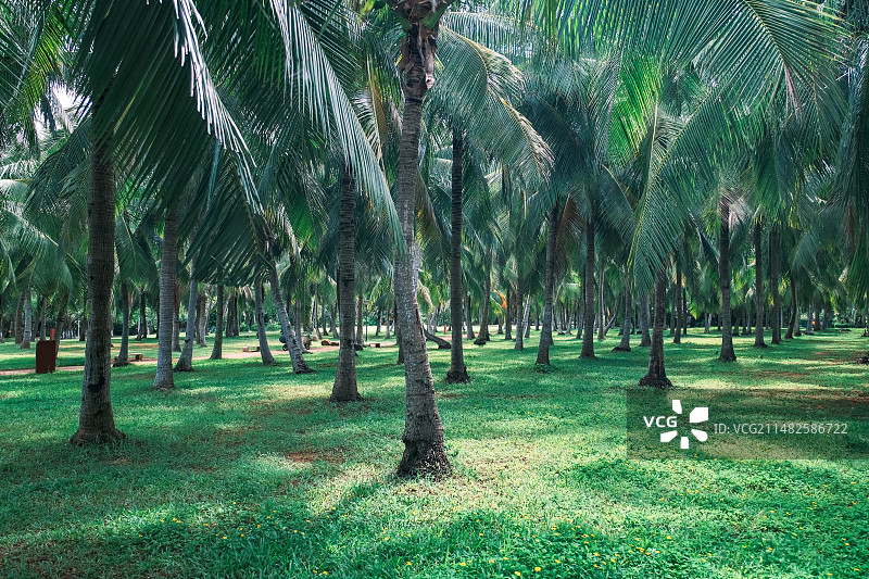 椰子树林图片素材