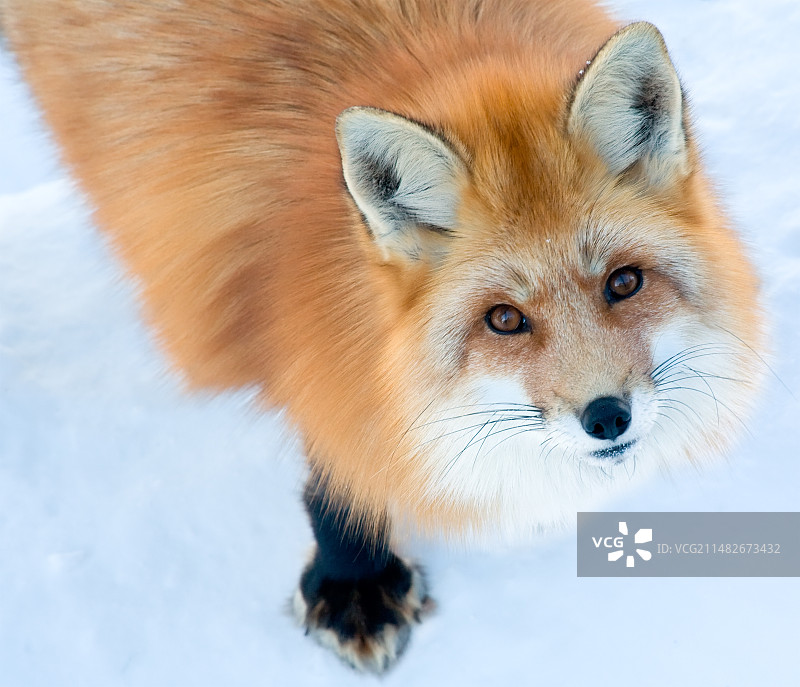 狐狸动物红狐图片素材