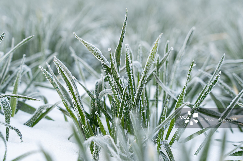 严寒冬季下霜霜降的小麦图片素材