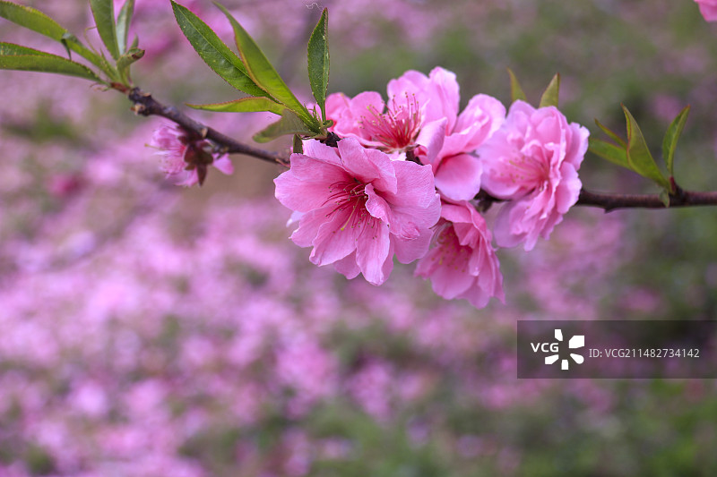 春天安徽合肥三十岗桃花盛开图片素材