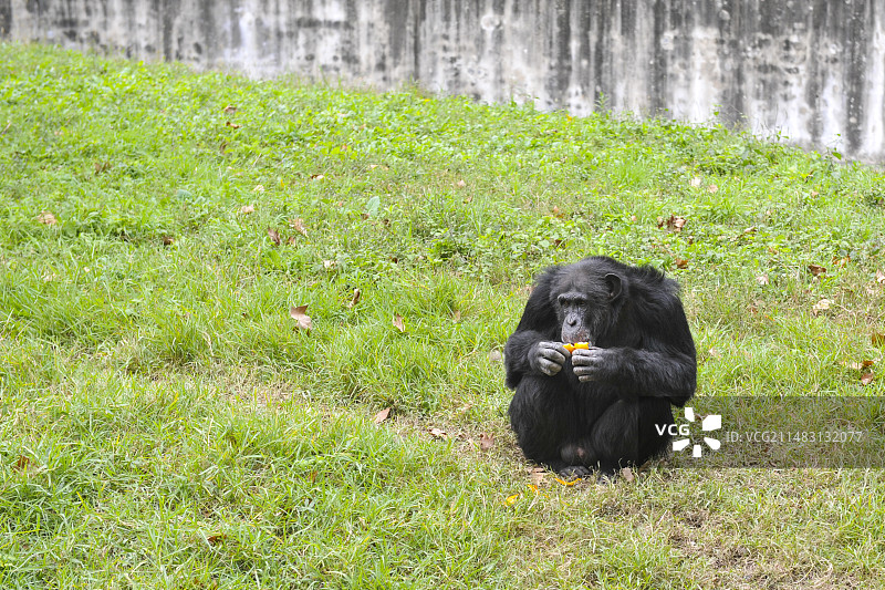 吃橘子的大猩猩图片素材